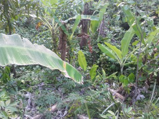 STOKESFIELD, St. Thomas, Jamaica - Residential lot for Sale